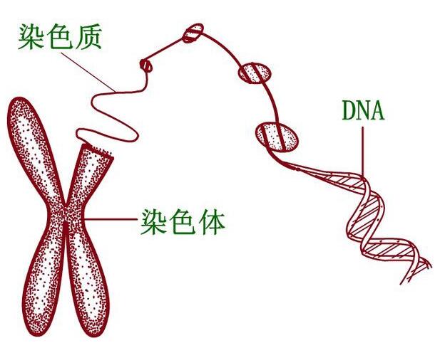 染色体与dna的关系图