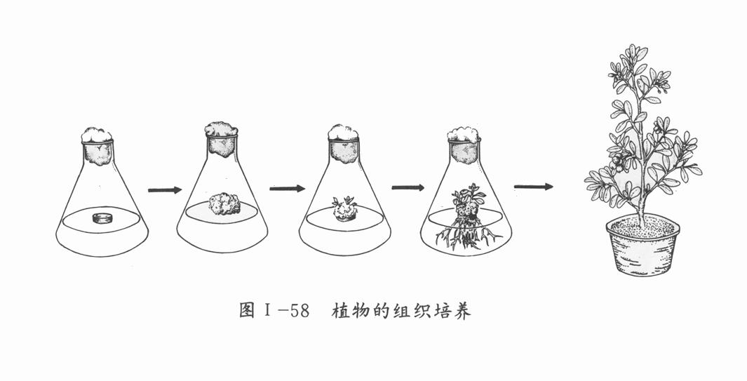 植物的组织培养生物 八年级下册(人教版)