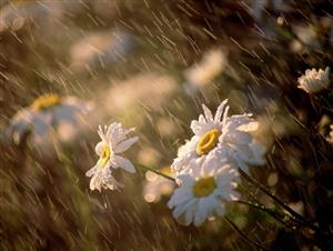 雨中花朵
