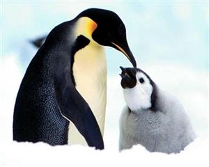 企鹅爱子