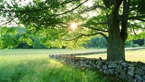 tree-3