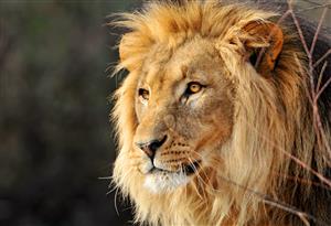 lion-2