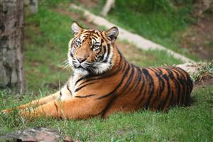tiger-1