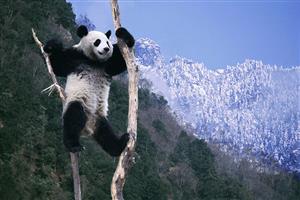 panda-2