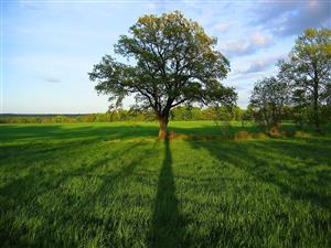 tree-1