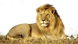 lion-1