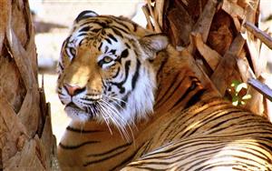 tiger-2