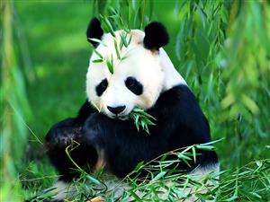 panda-1