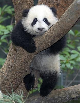 panda