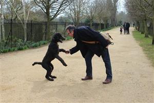 play with the dog