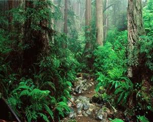 森林生态系统1
