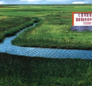 湿地生态系统