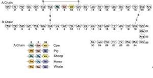 胰岛素的一级结构及不同动物胰岛素在A链中的差异