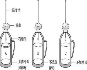 呼吸作用实验1