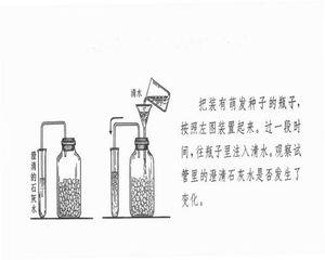 呼吸作用实验4