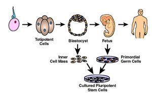 细胞分化1