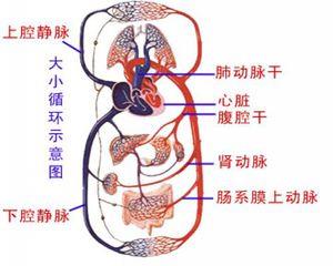 循环系统