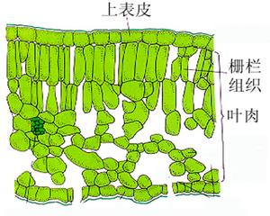 叶肉细胞