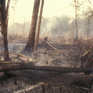 森林资源的破坏