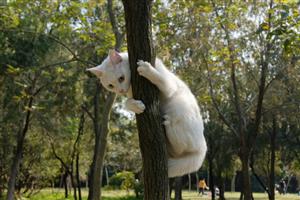 爬树的猫3