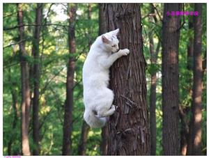 爬树的猫2