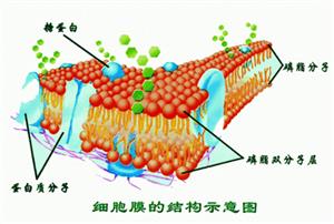 细胞膜结构模型