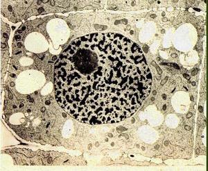 细胞核9