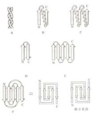 蛋白质中的几种超二级结构2