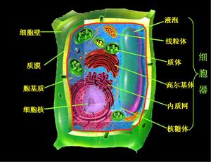 各种细胞器