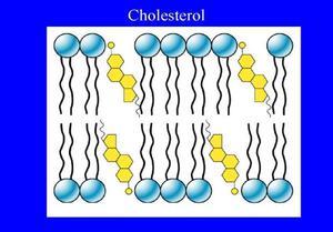 胆固醇
