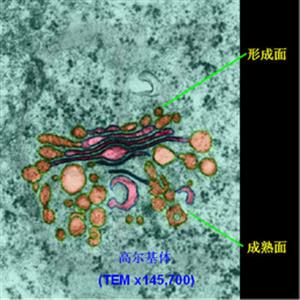 电子显微镜下的高尔基体