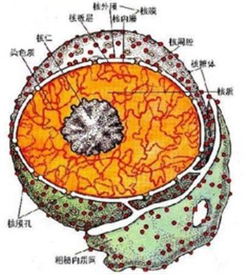 细胞核3