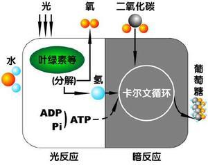 叶绿体的光合作用