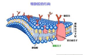 细胞膜结构