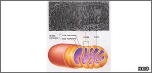 线粒体2