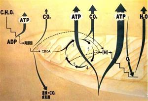 细胞呼吸图例