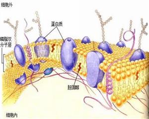 细胞膜结构