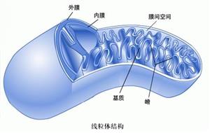 线粒体结构