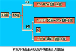 有氧呼吸途径和无氧呼吸途径比较图解