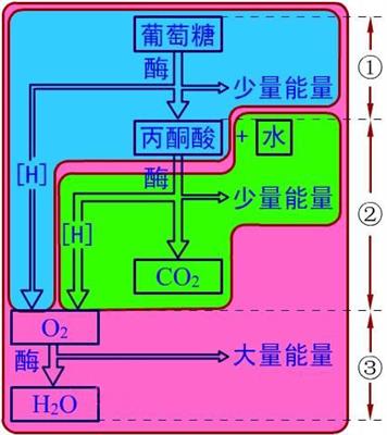 有氧呼吸1