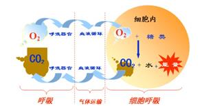 细胞呼吸的概念和分类