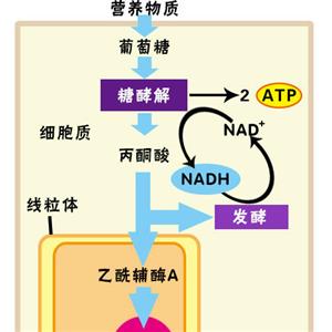 有氧呼吸