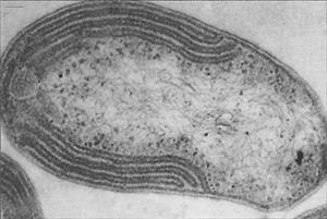 电子显微镜下的一种硝化细菌