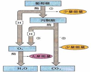 有氧呼吸2