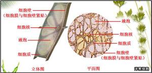 洋葱细胞