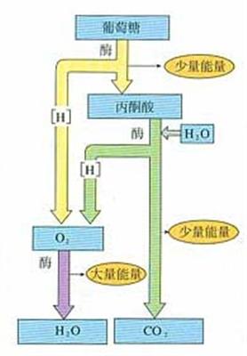 有氧呼吸过程的图解