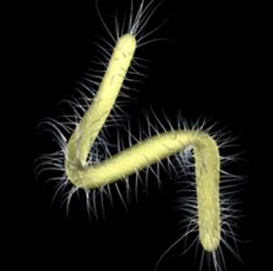 长有鞭毛的细菌