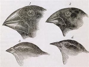 达尔文观察的四种雀鸟