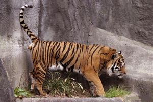 濒临灭绝的动物——苏门答腊虎