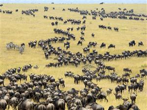 非洲草原的动物迁徙